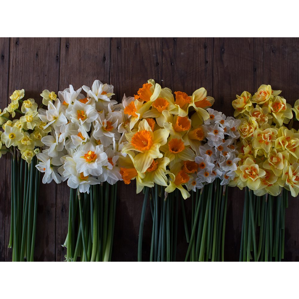 Daffodil Sunshine Collection