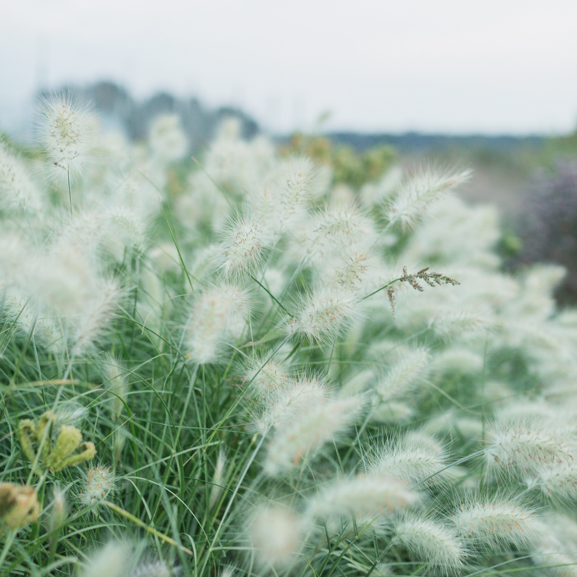 Feathertop Grass Pennisetum Villoceum