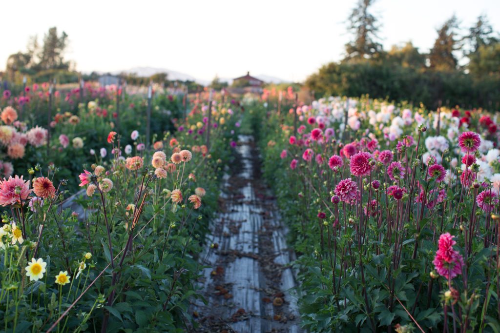 floret_flower_farm-4