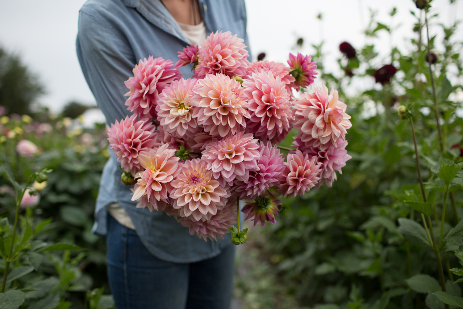 Erin Benzakein holding an armload of dahlias