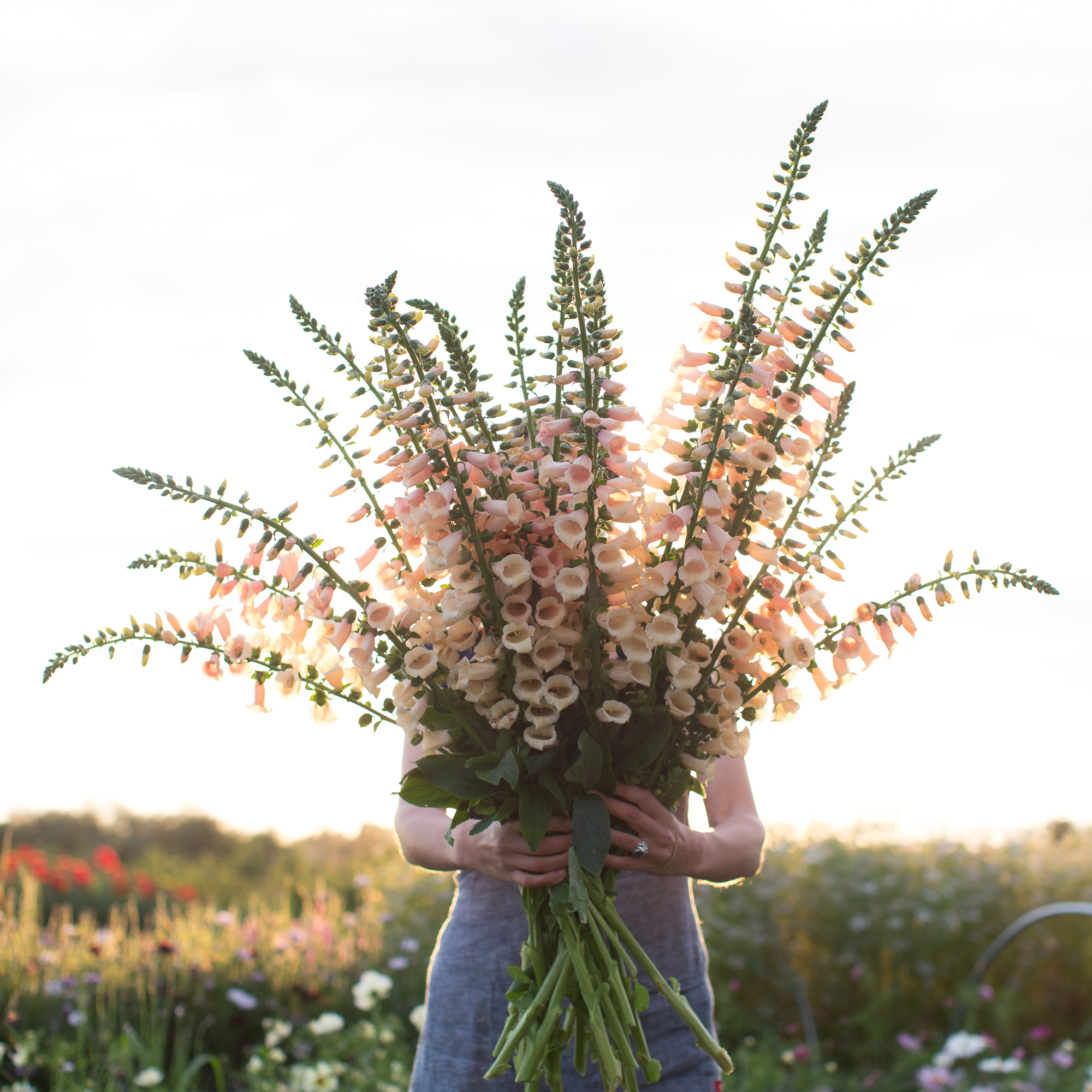 Foxglove Dalmatian Peach