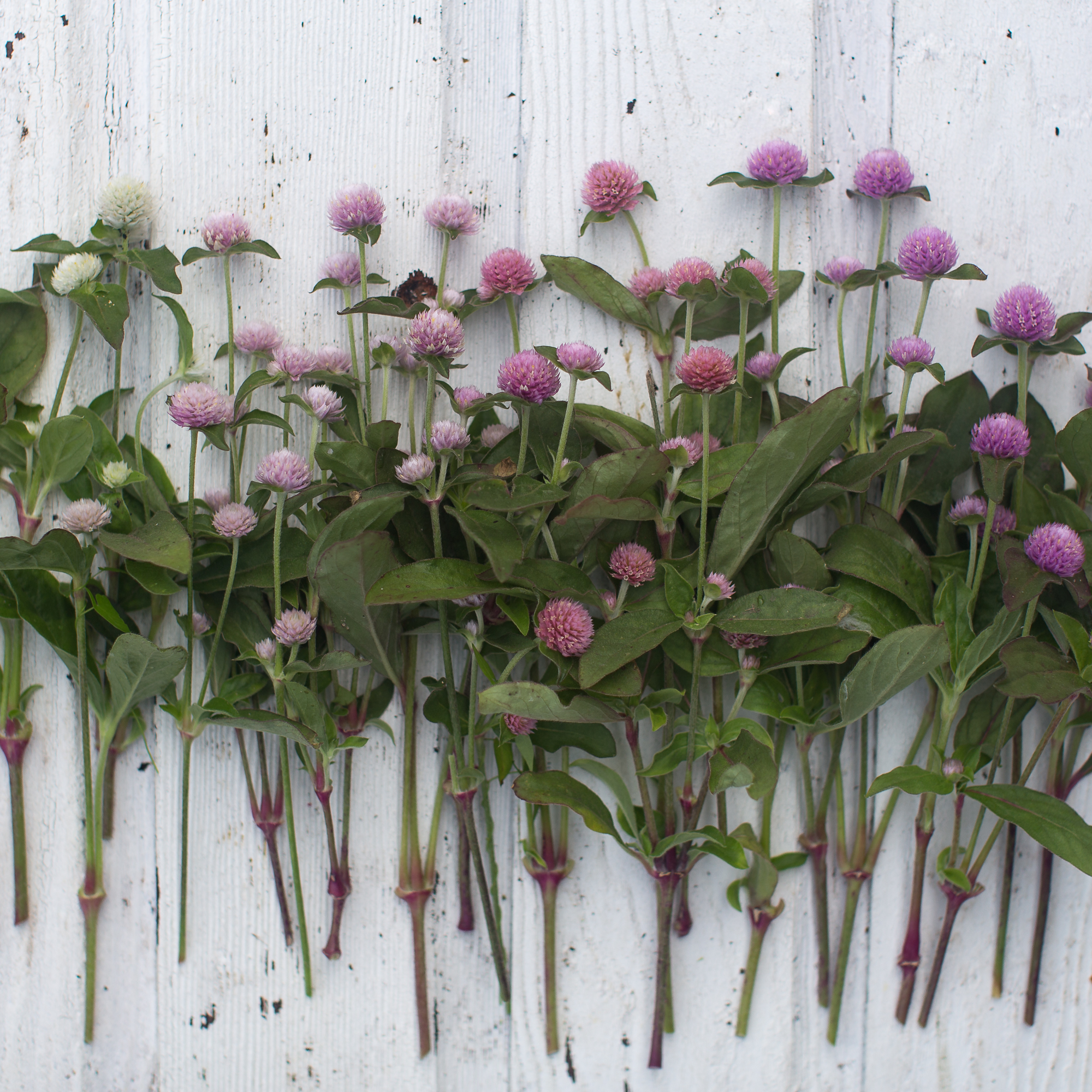 Globe Amaranth Pastel Mix Floret Flowers