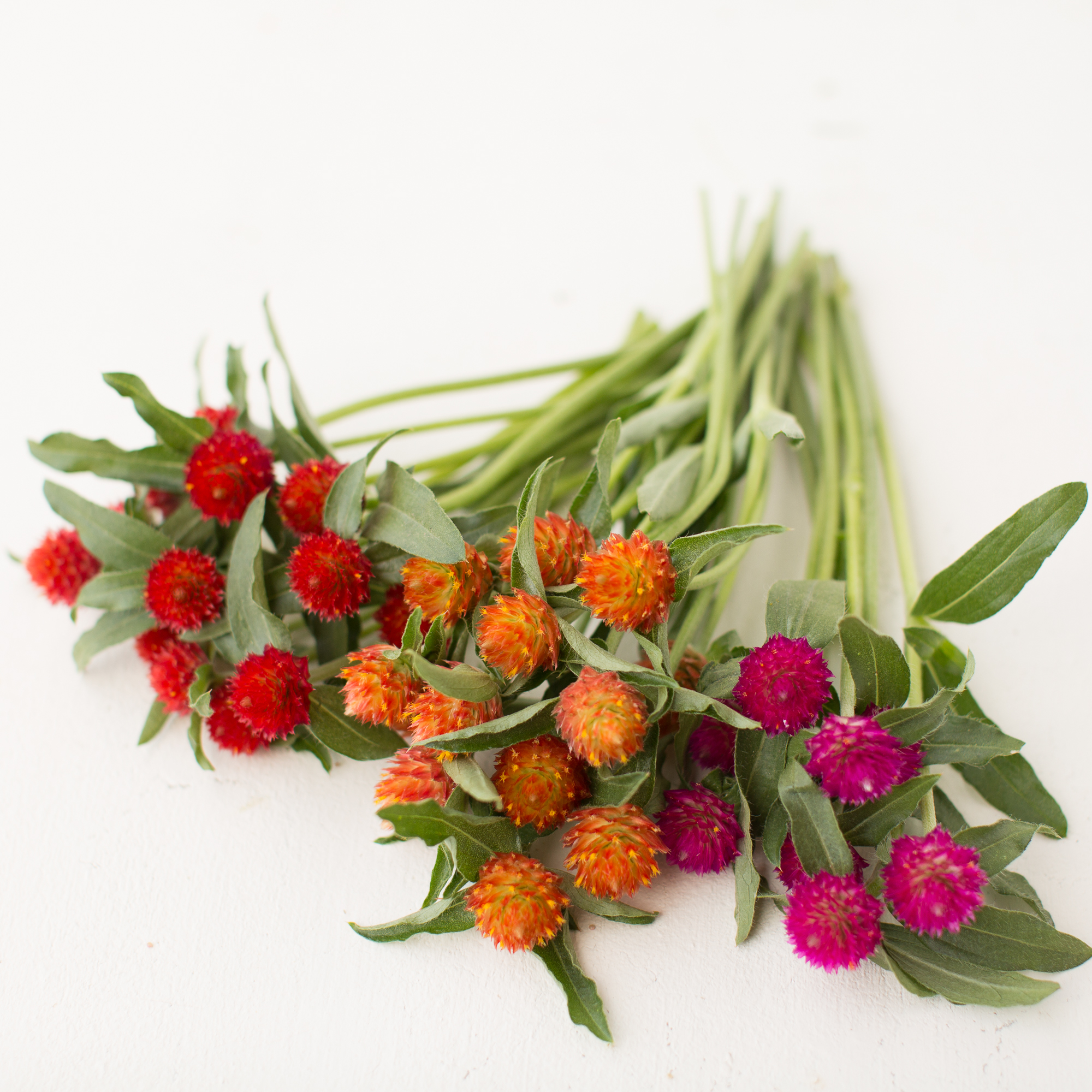 Globe Amaranth Sunset Mix Floret Flowers