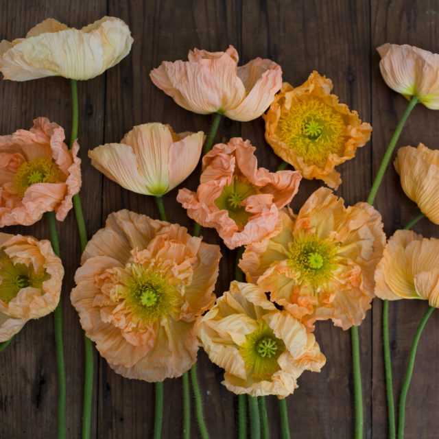 Iceland Poppies Giant Peach