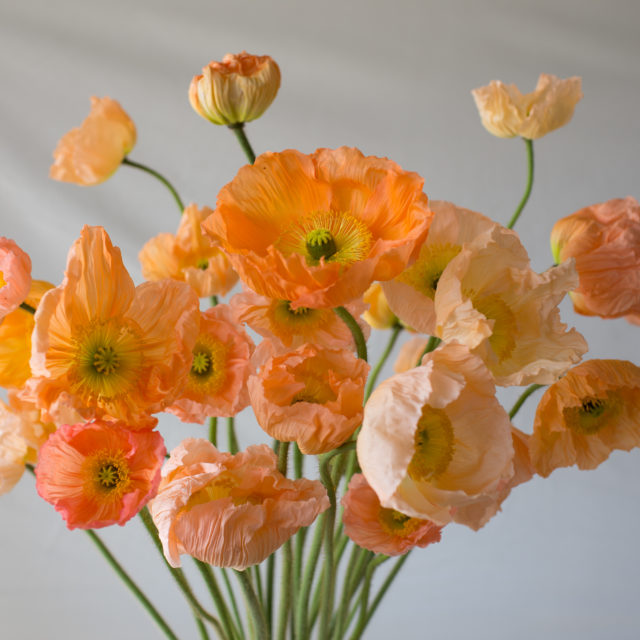 floret_iceland-poppies_giant-peach_img_1465