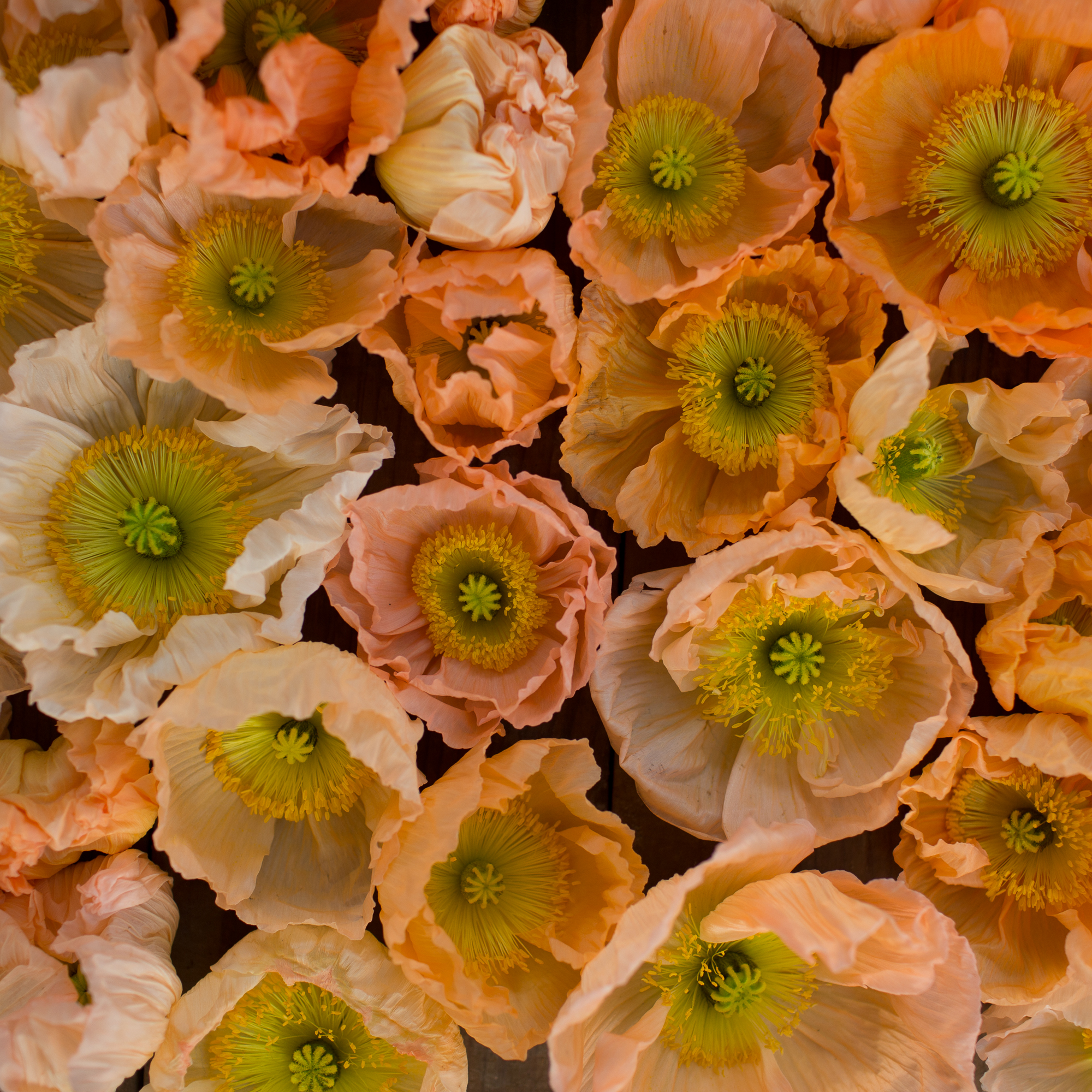 Iceland Poppies Giant Peach