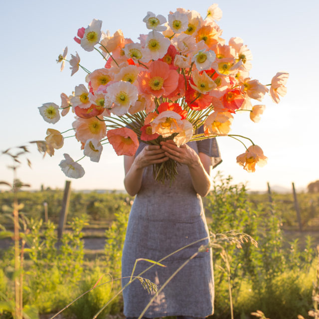 Huge Iceland Poppy Bouquet