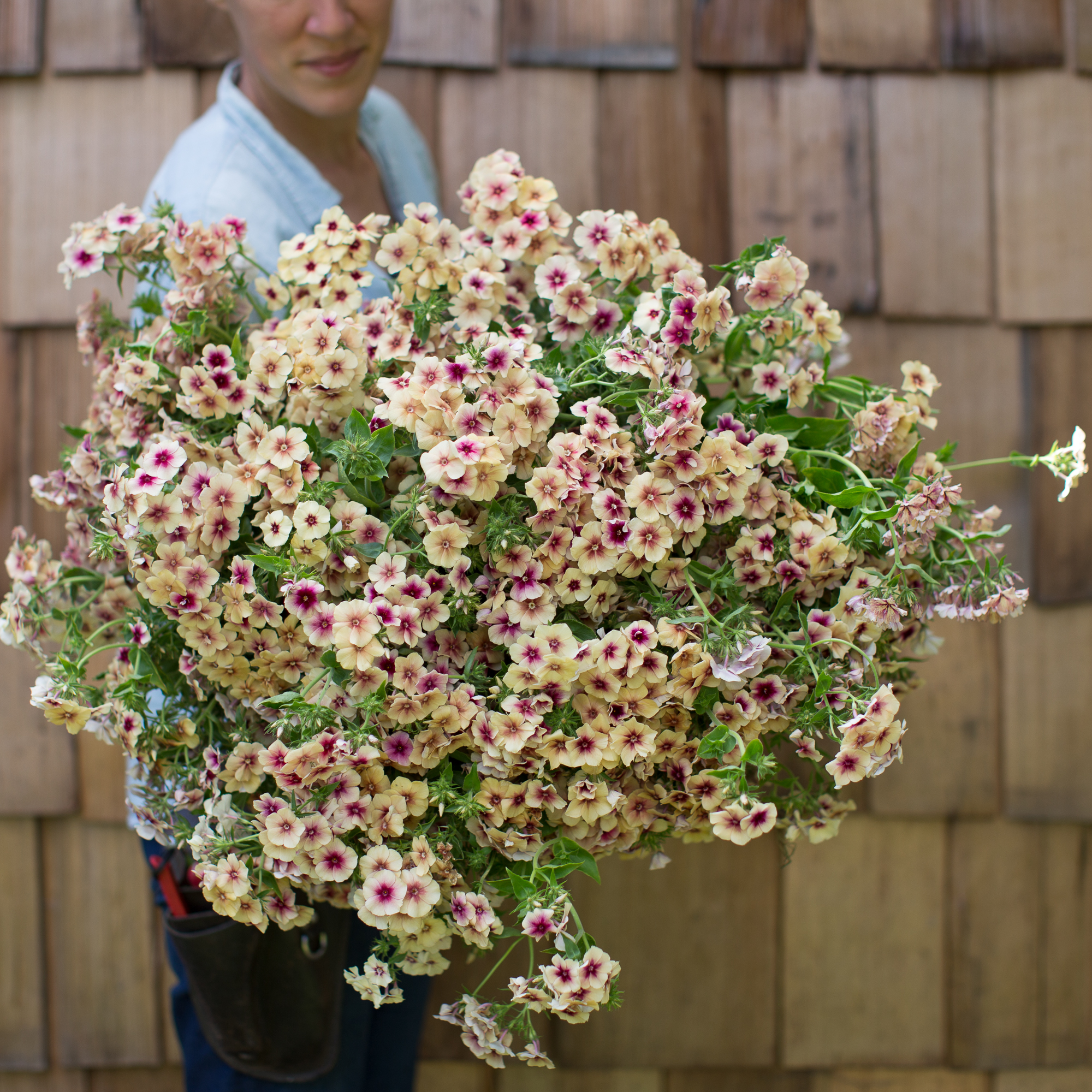 Phlox Cherry Caramel Floret Flowers
