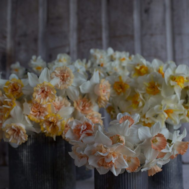 Daffodils in vases