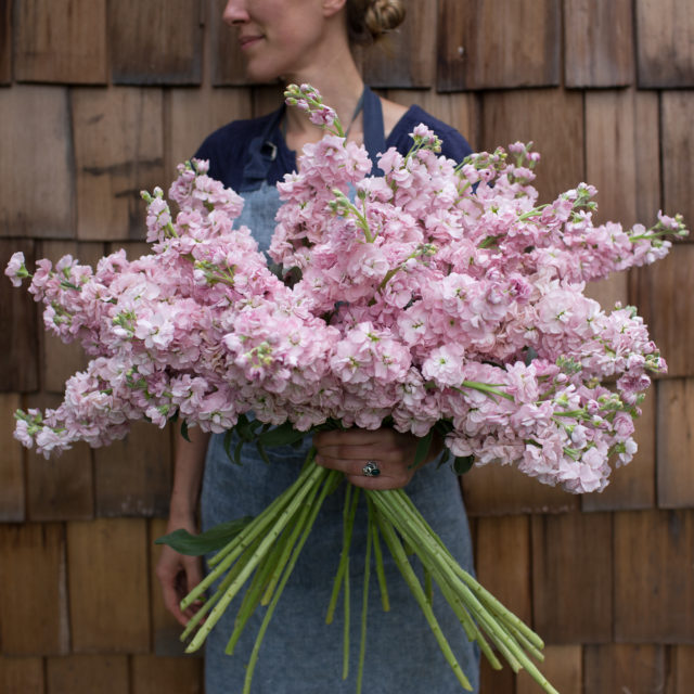 Floret long stem stock