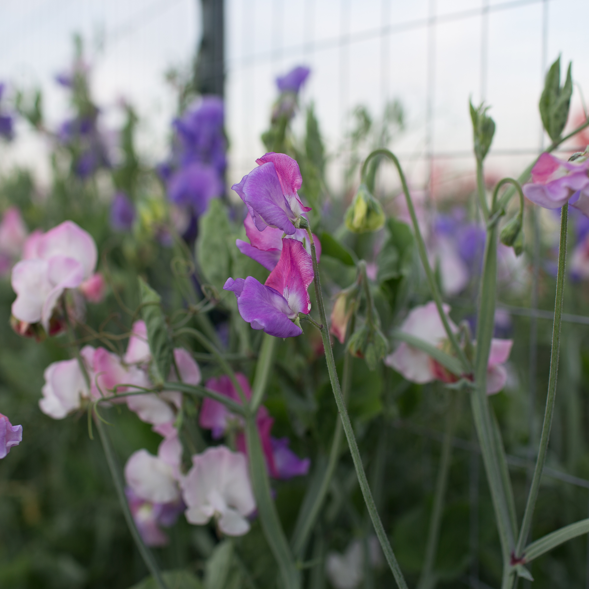Sweet Pea Enchante Floret Flowers