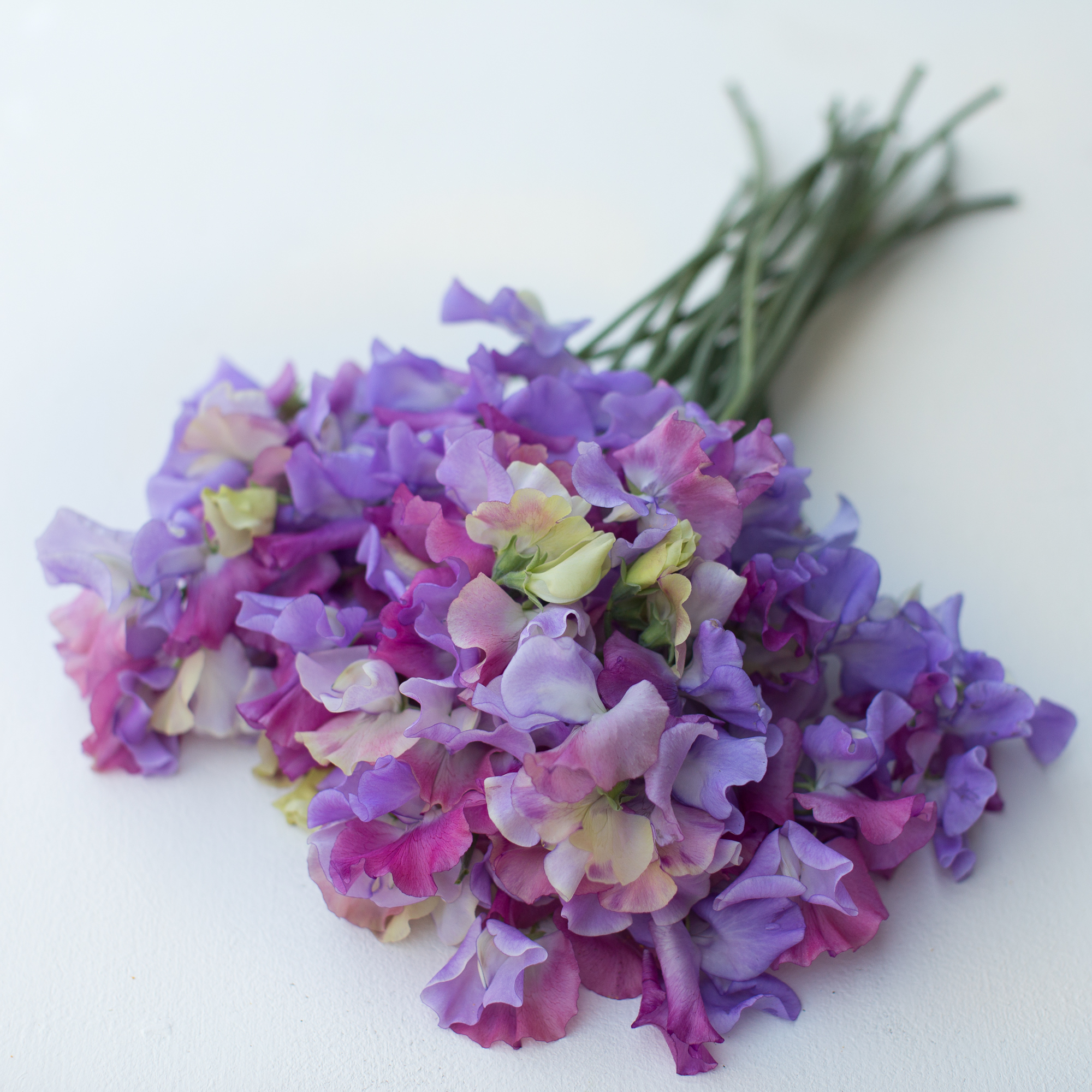 Sweet Pea Enchante Floret Flowers