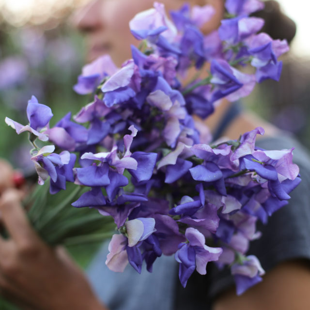 Sweet Pea Bouquet