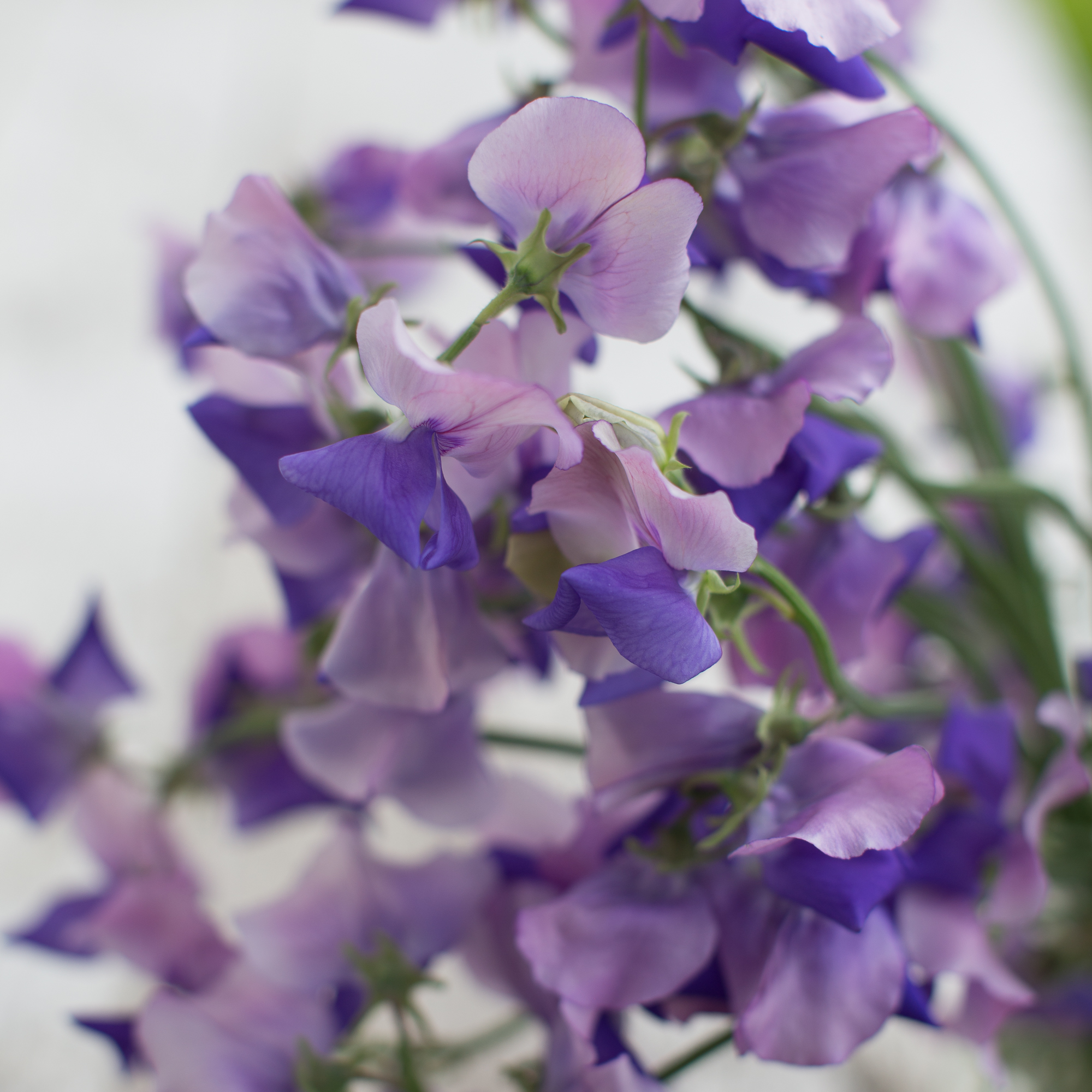 Sweet Pea Erewhon Floret Flowers