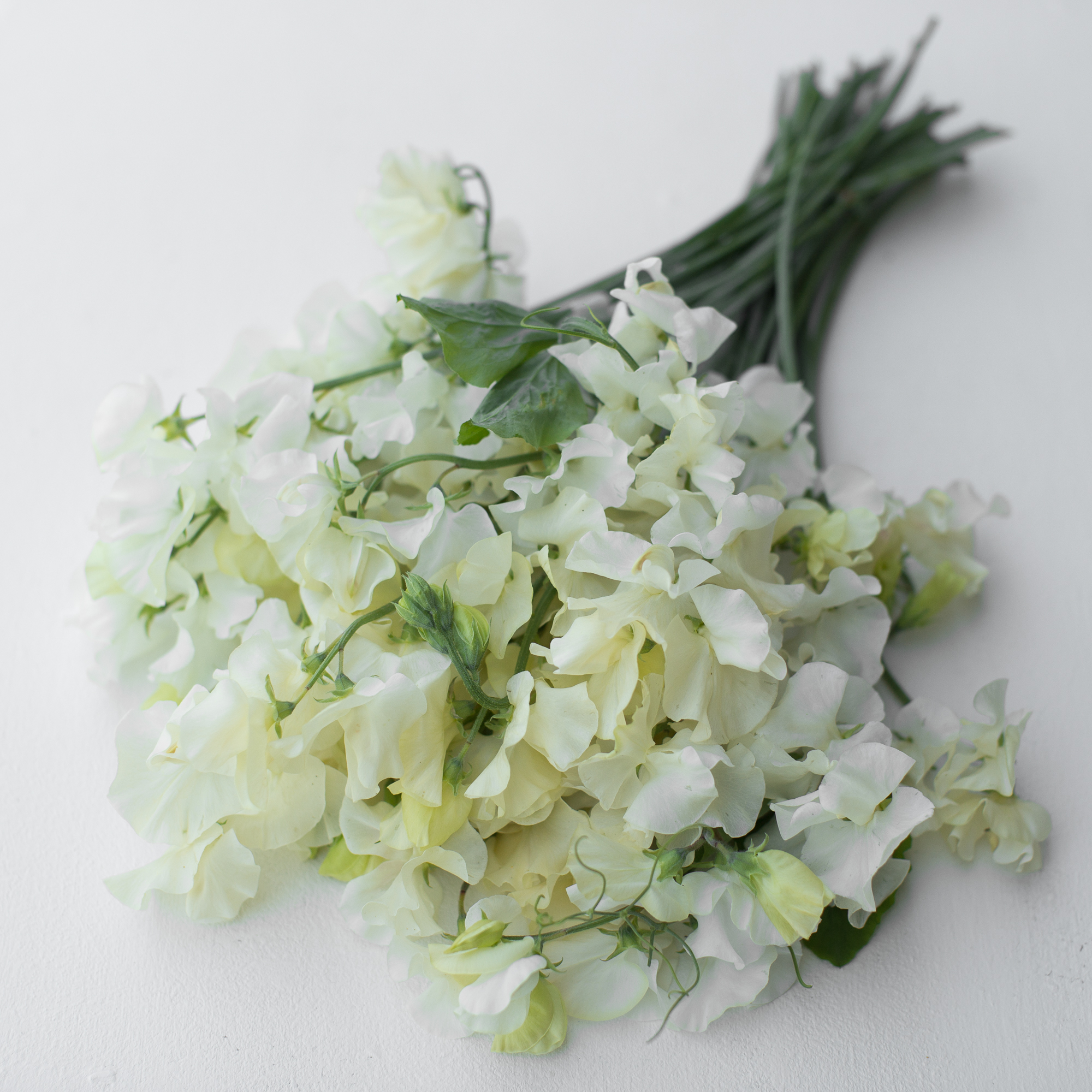 Sweet Pea Jilly Floret Flowers