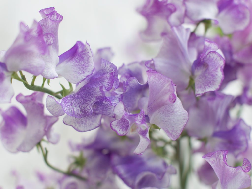 Sweet Peas Floret Flowers