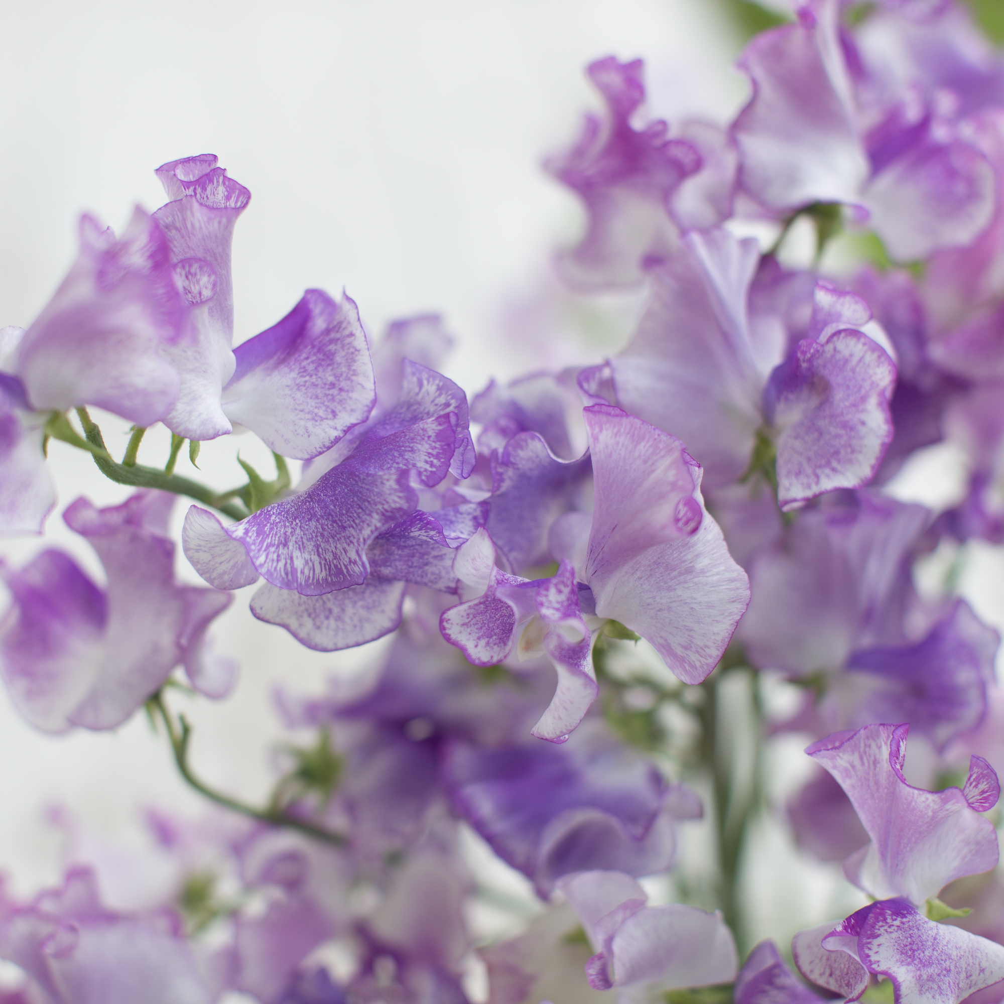 Sweet Pea Lady Nicholson