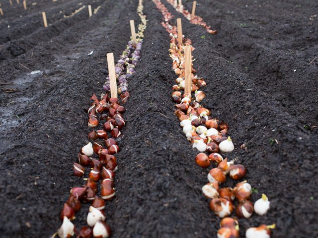 Tulip bulbs being planted in soil