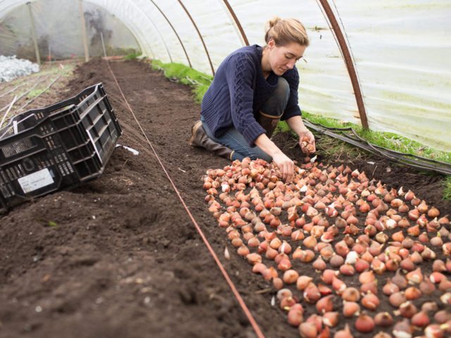 Erin Benzakein planting tulip bulbs in a greenhouse