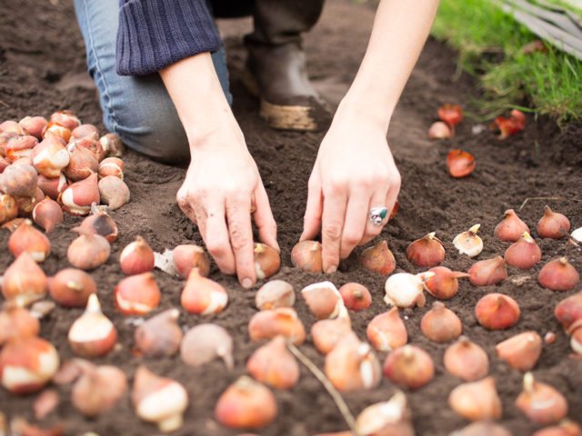 A person planting tulip bulbs