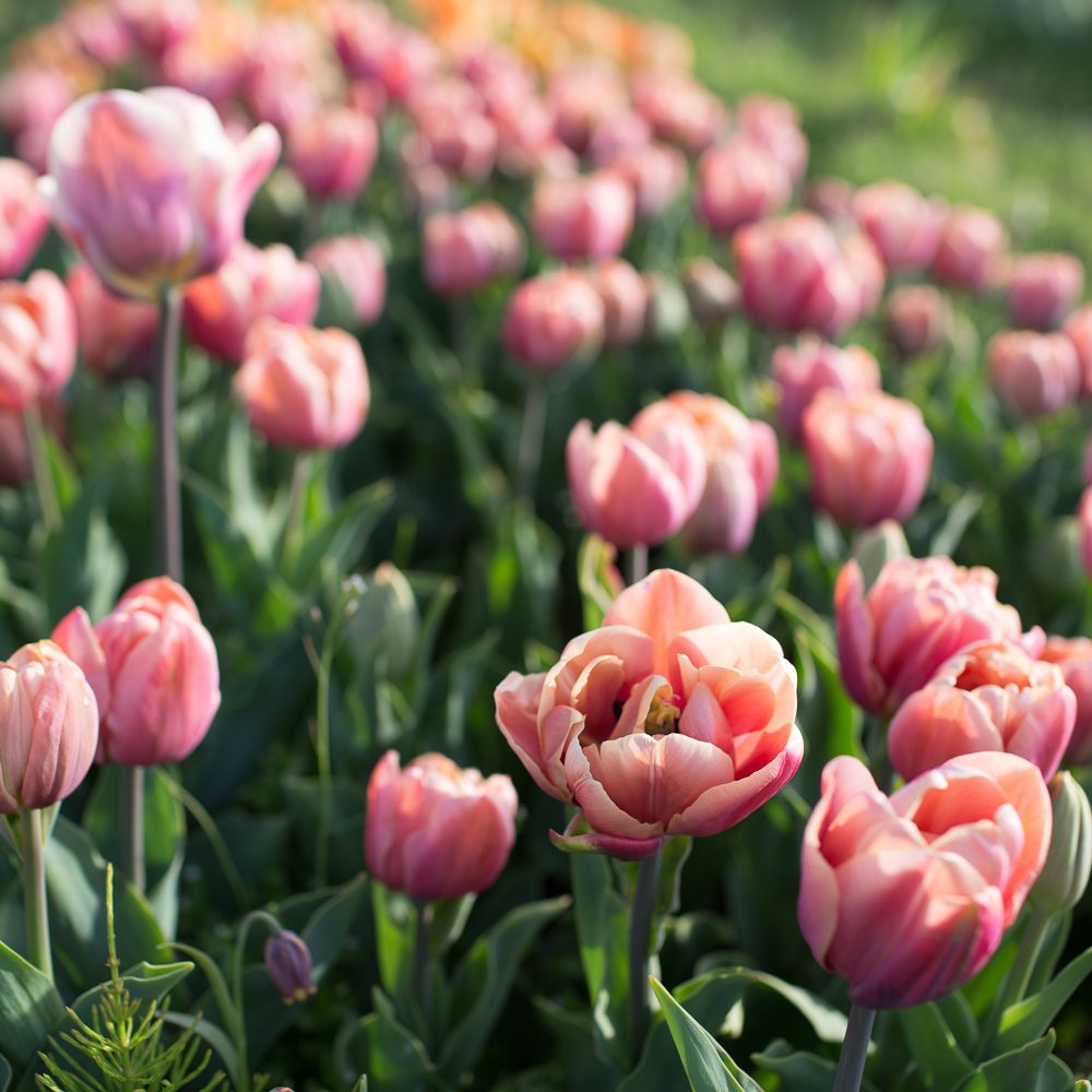floret_tulips_la_belle_epoque