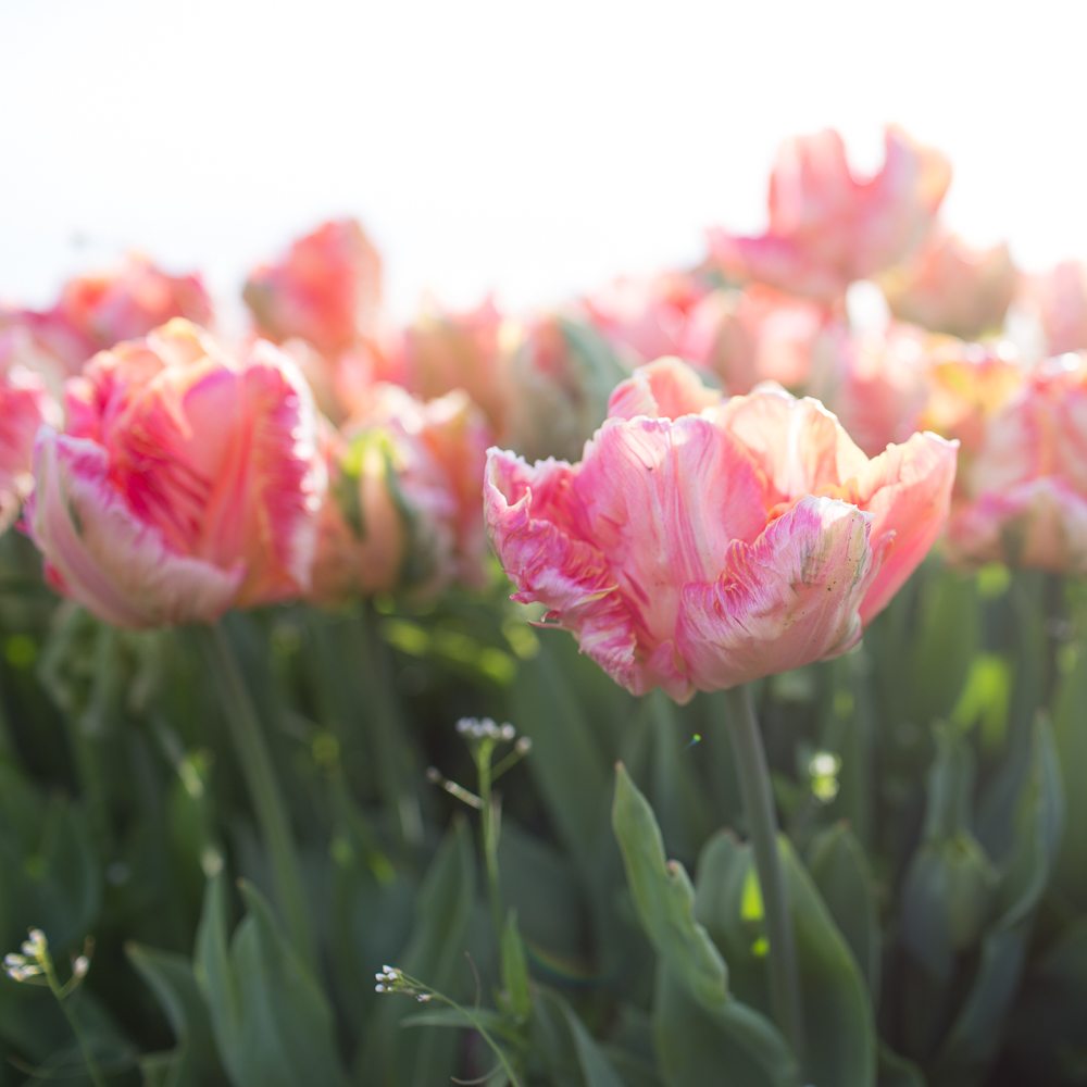 Tulip Salmon Parrot