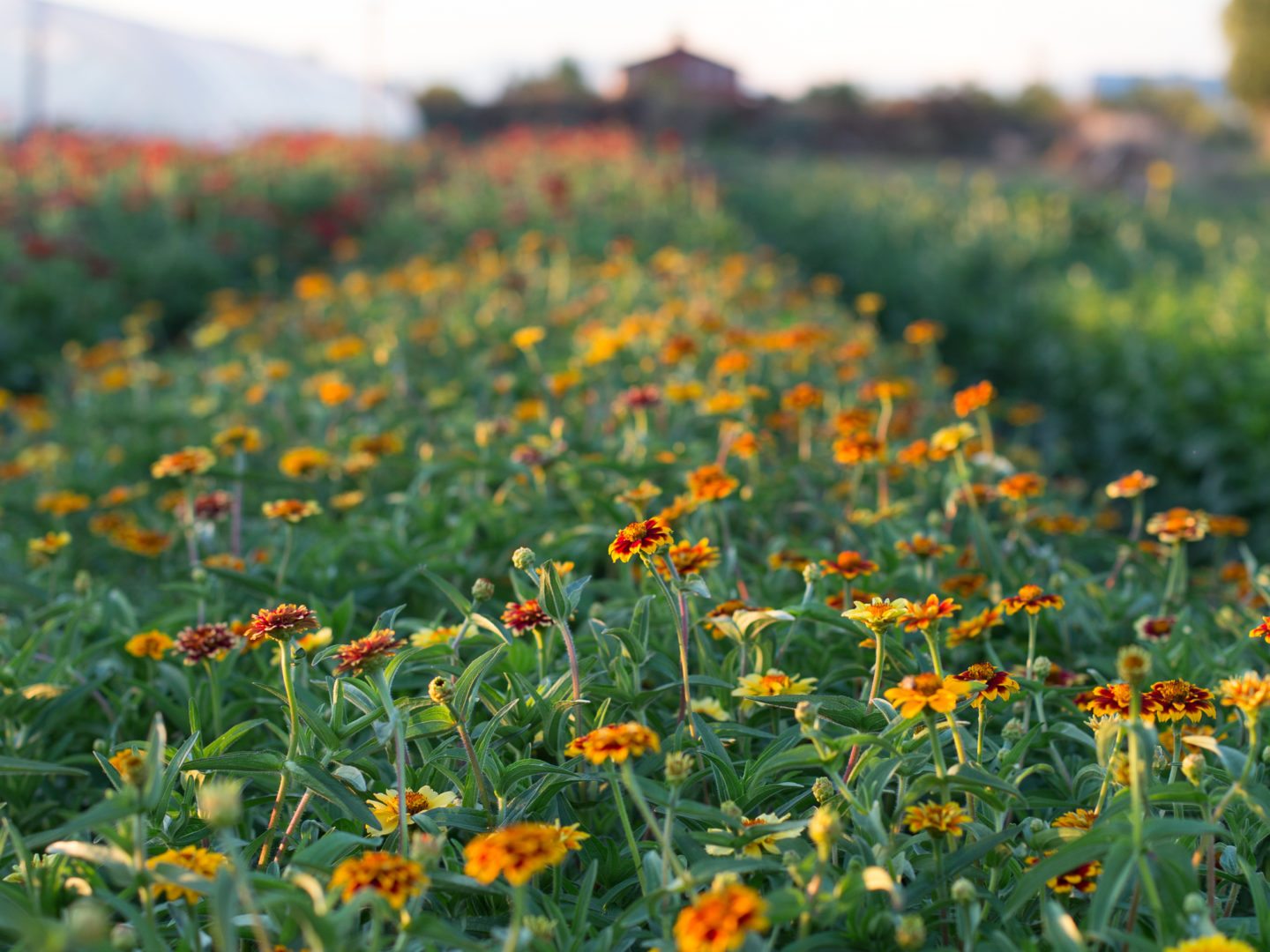 Floret Seeds Floret Flowers