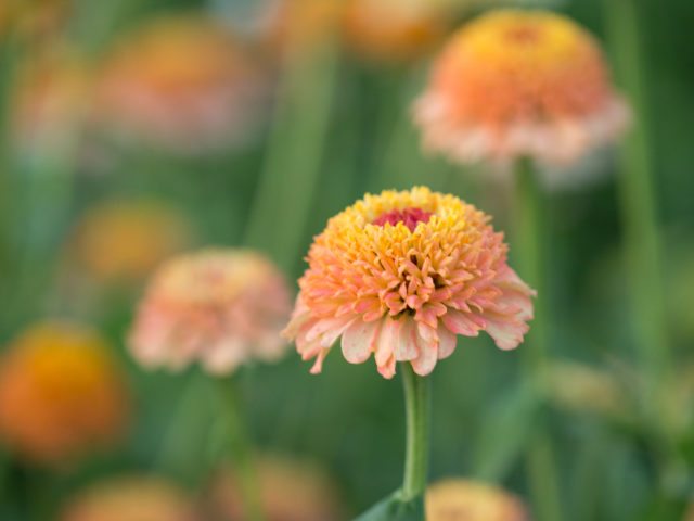 Zinnia Zinderella Peach