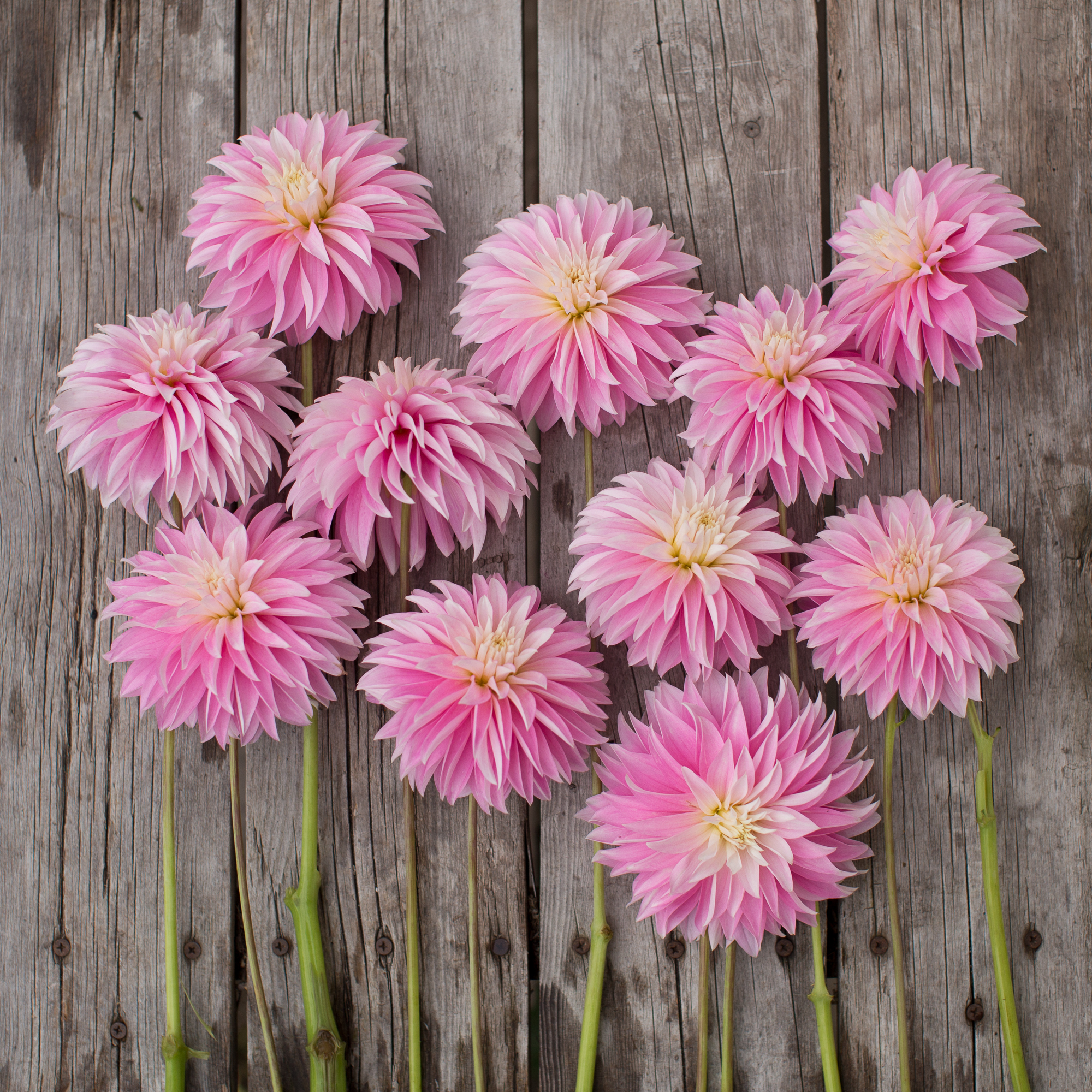 Dahlia Alloway Candy - Floret Flowers