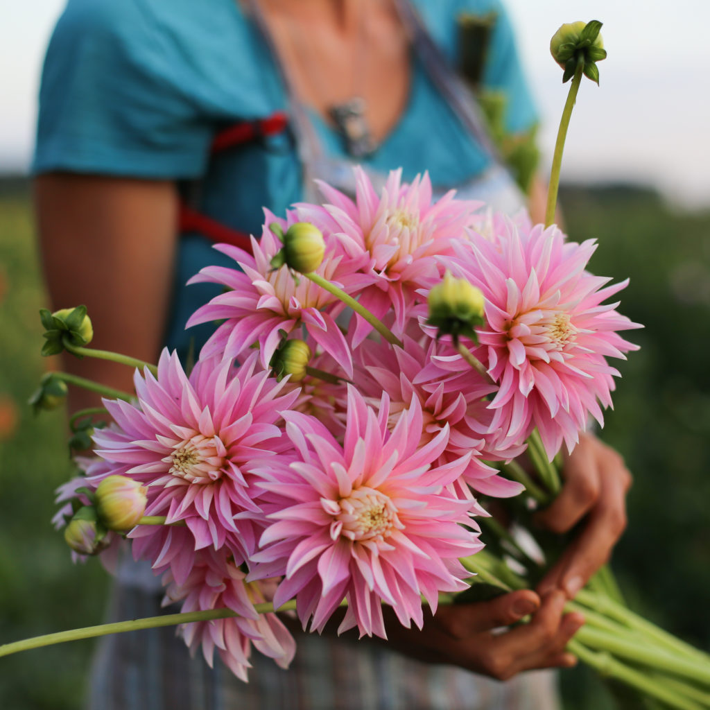 Dahlias Floret Flowers