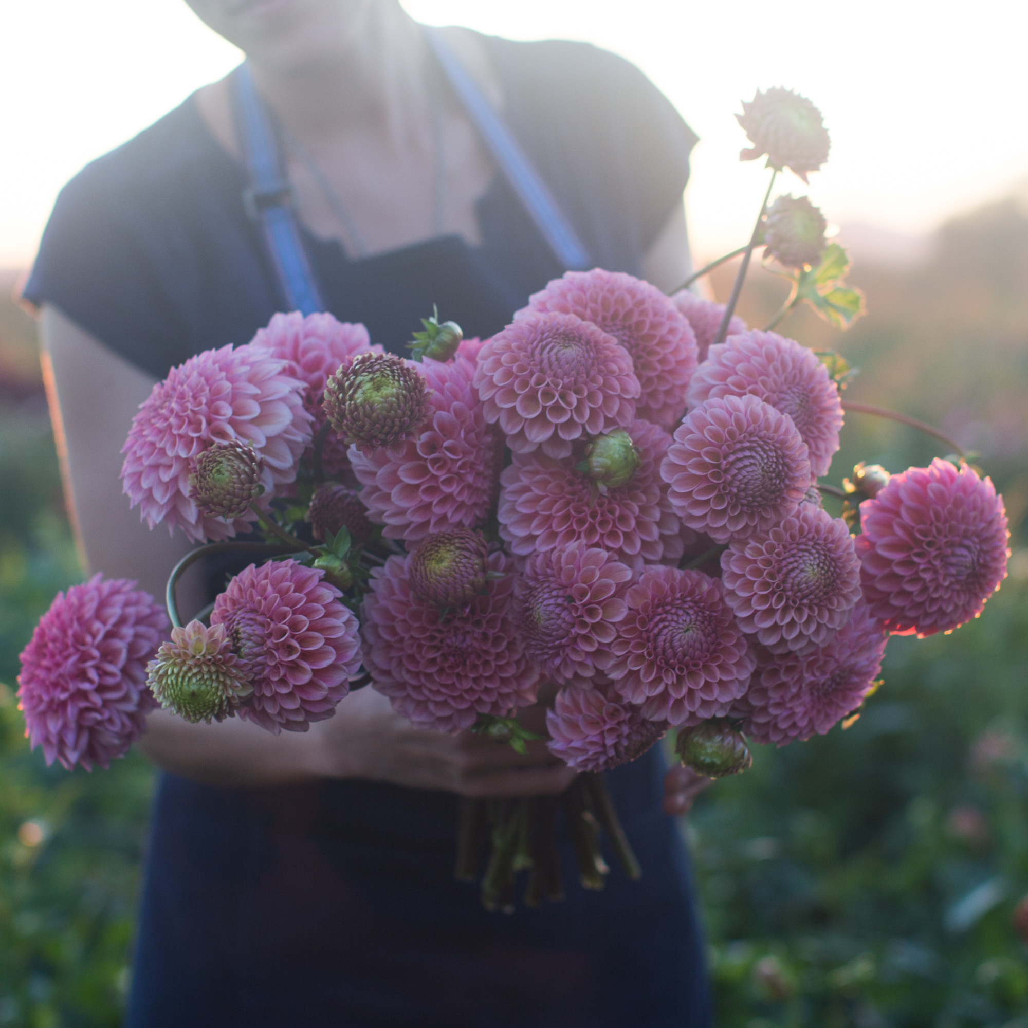 Dahlia Bracken Rose - Floret Flowers