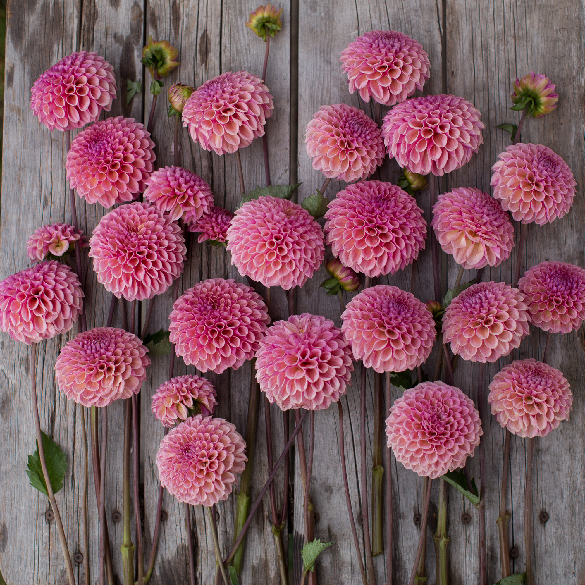 Dahlia Bracken Rose - Floret Flowers