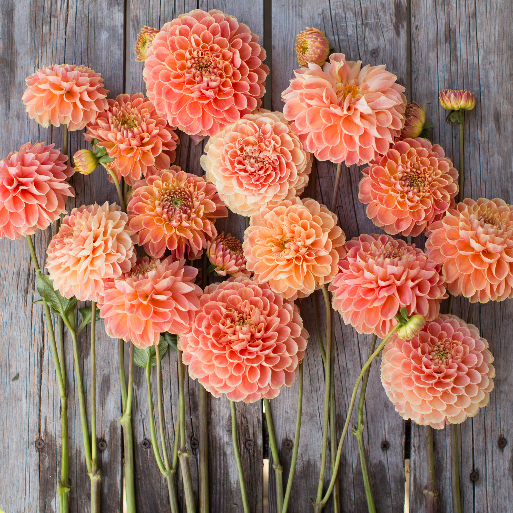 Dahlia Crichton Honey Floret Flowers