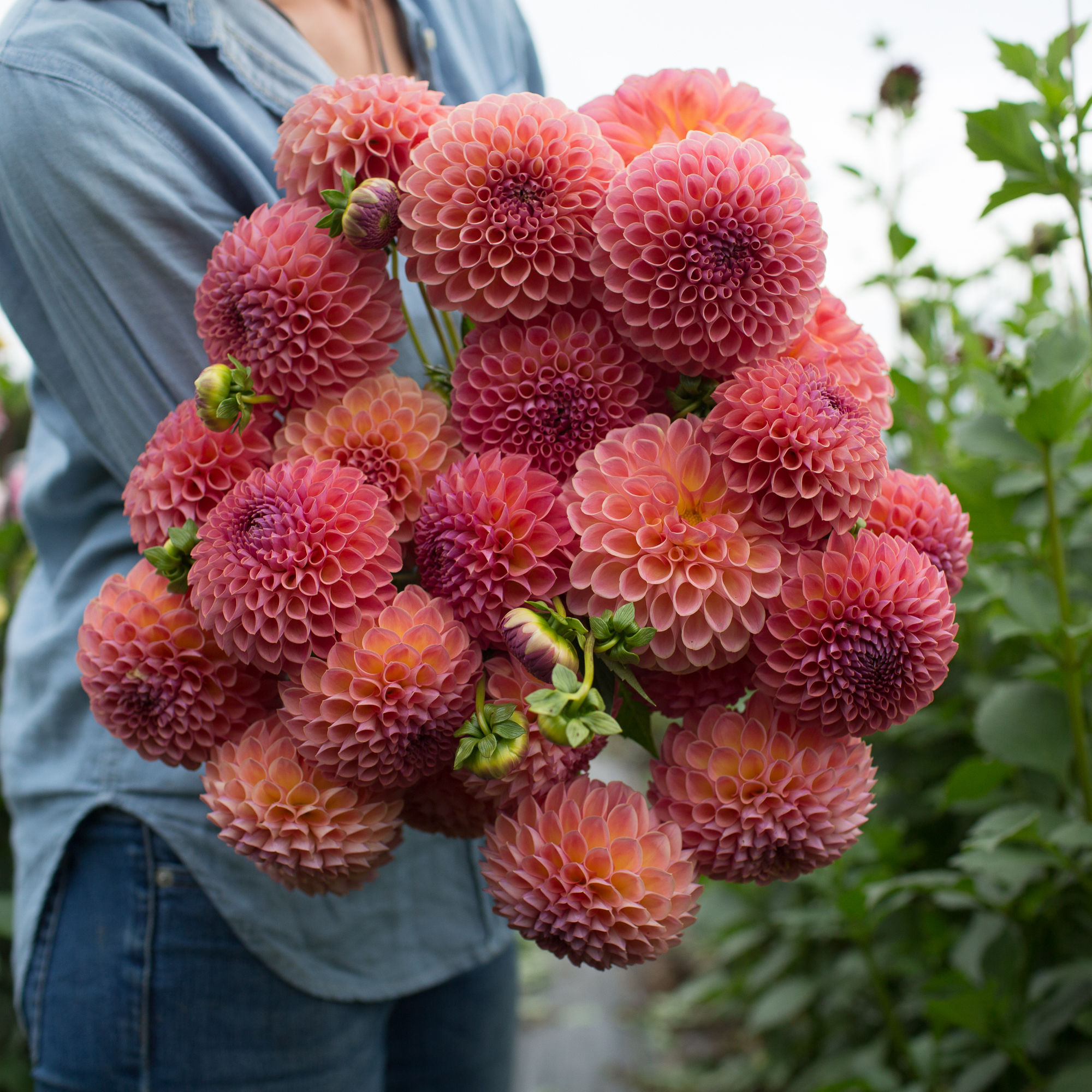 Dahlia Jowey Winnie Floret Flowers