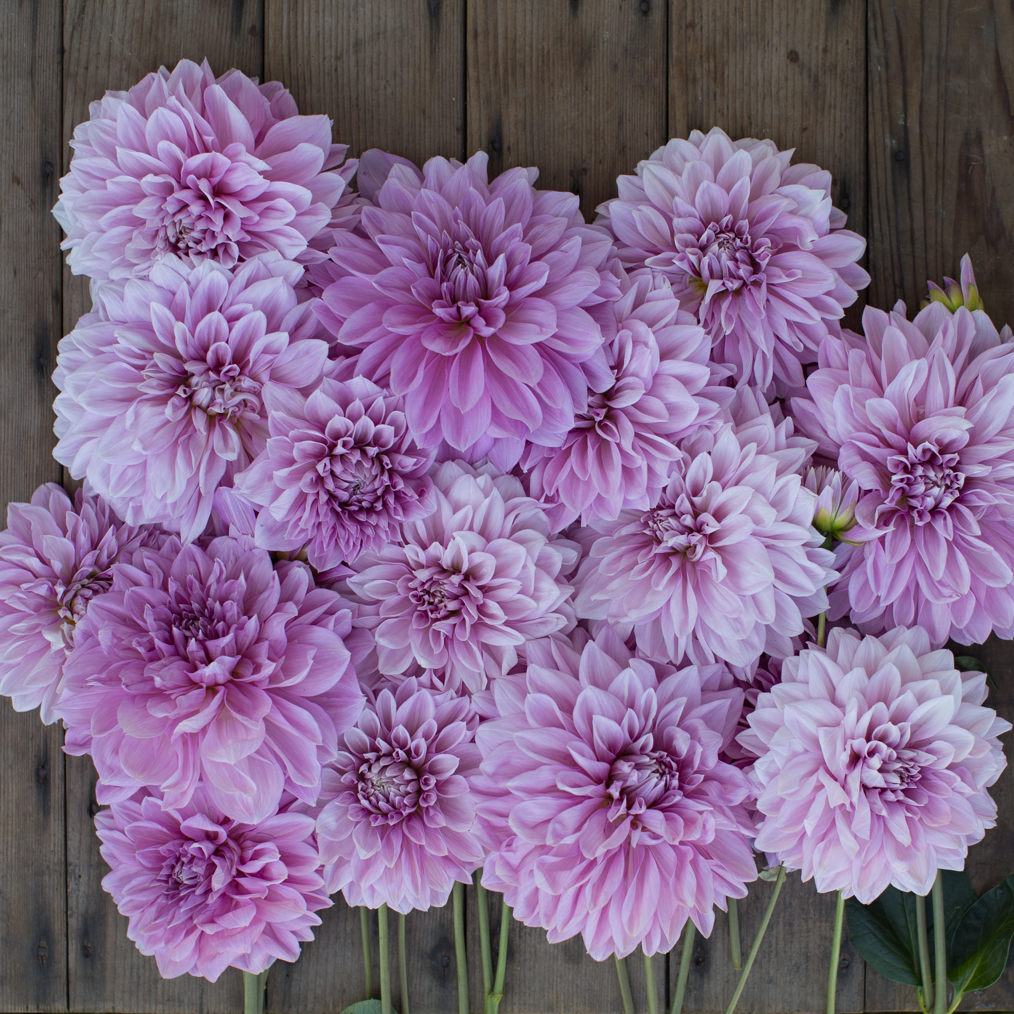 Dahlia Lavender Perfection Floret Flowers