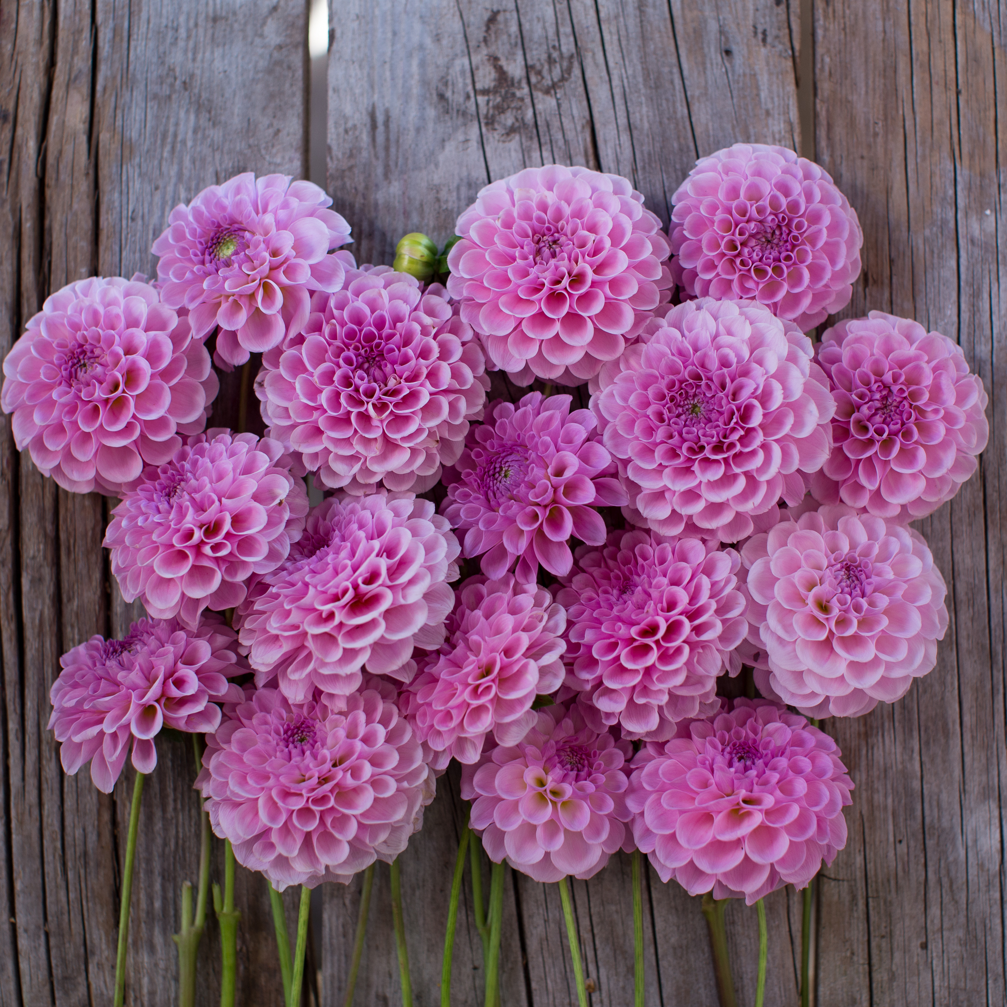 Dahlia Stolze Von Berlin Floret Flowers