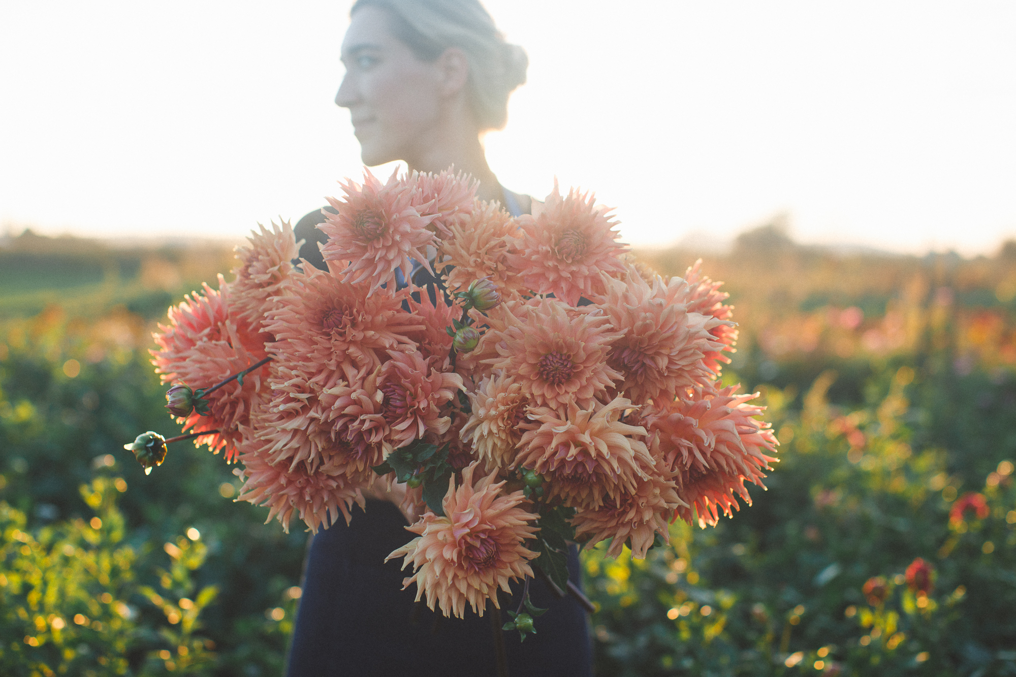 Dahlia Terracotta