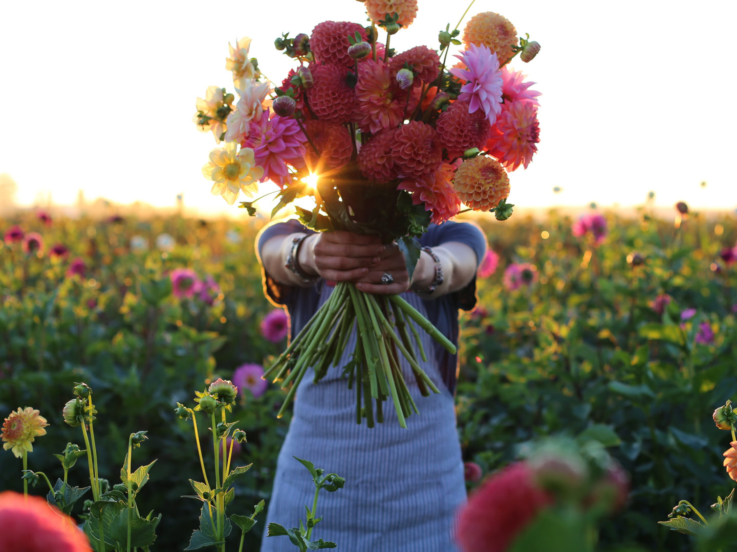 Erin Benzakein Holding a bunch of dahlias in the field