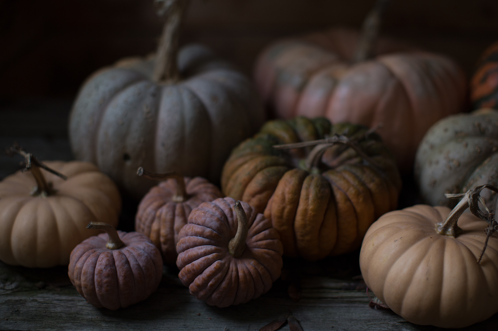 Ornamental squash