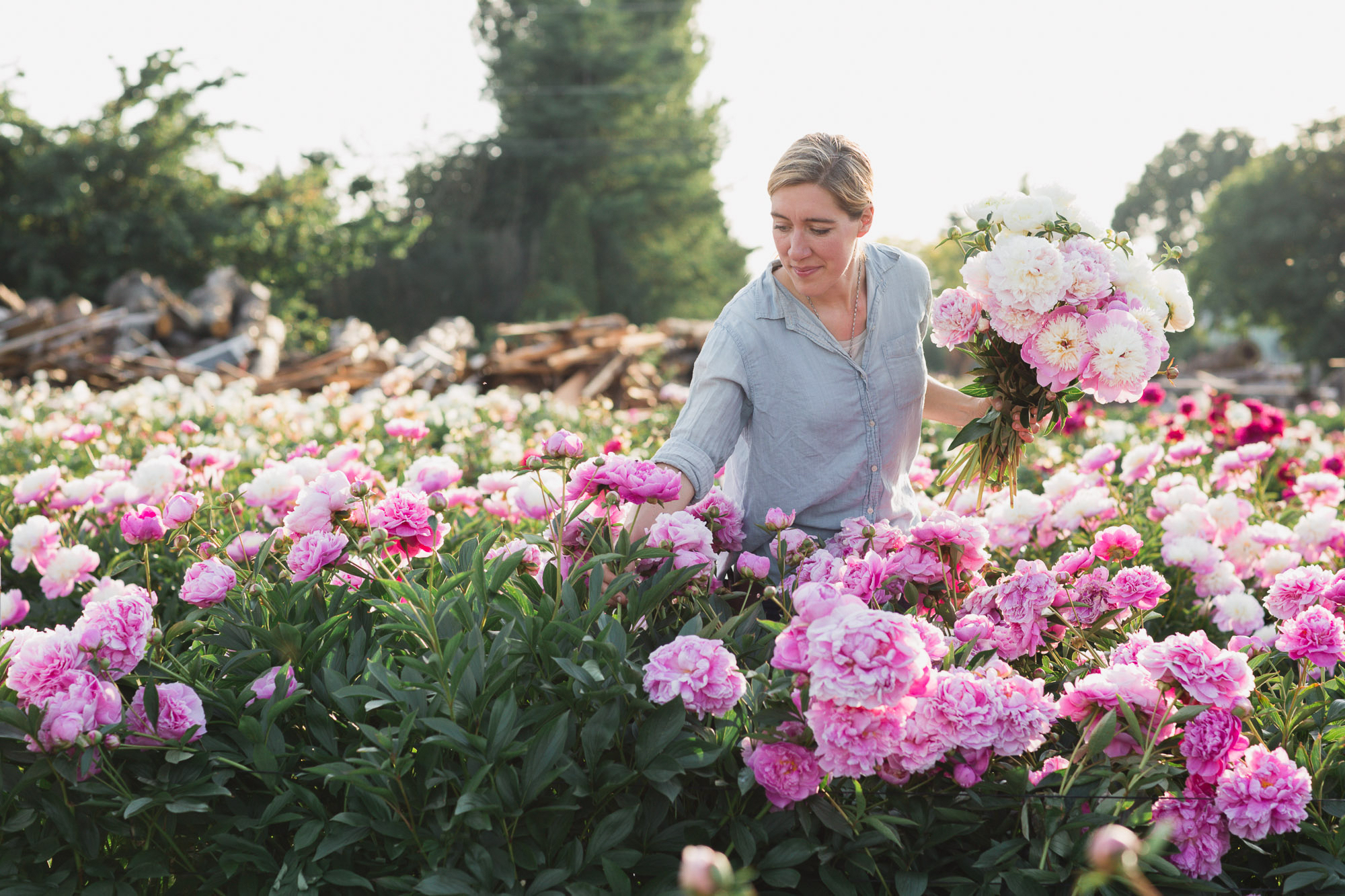 Erin Benzakein harvesting peonies in the field