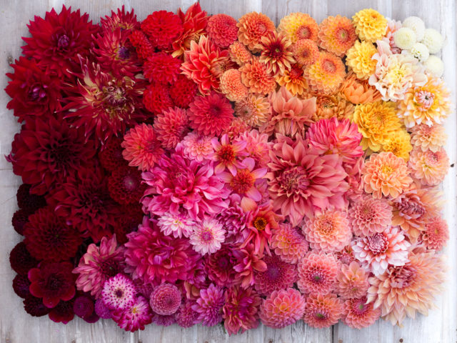 Dahlia blooms arranged in a color gradient