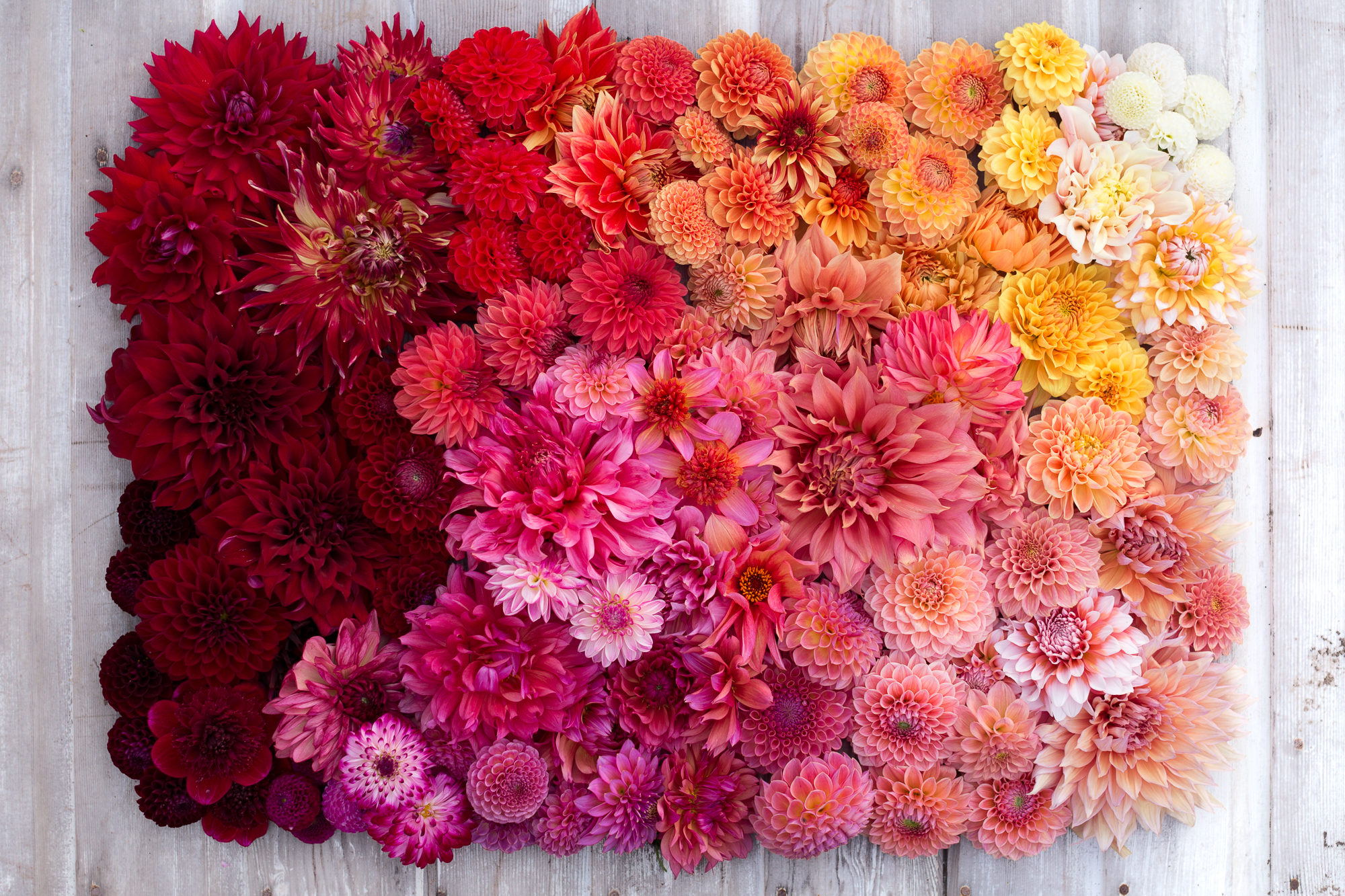 Dahlia blooms arranged in a color gradient