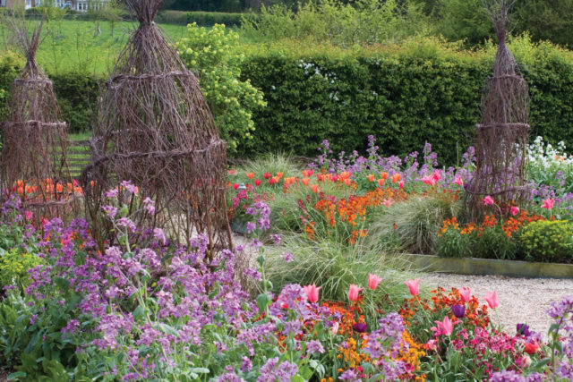 Wallflowers, tulips, honesty and Stipa gigantea in the cutting garden at Perch Hill in spring. Woven twig obelisks ready to support summer climbers
