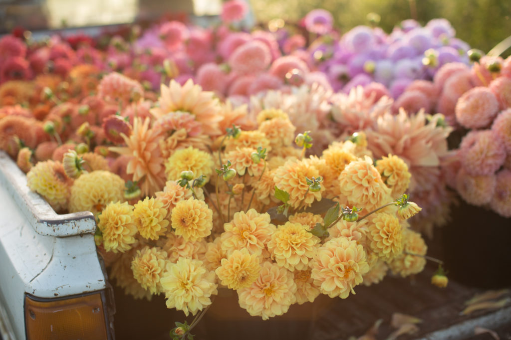 Floret's Favorite Dahlia Varieties Floret Flowers