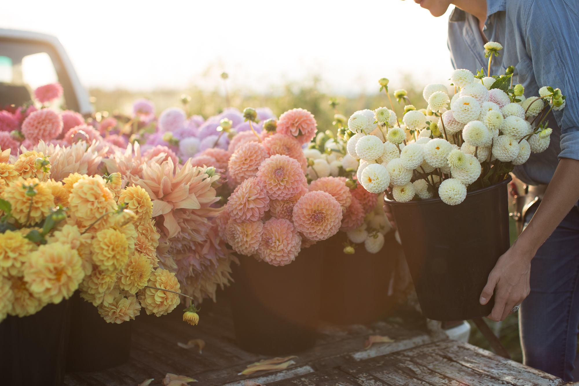 Erin Benzakein loading buckets of dahlias into a truck