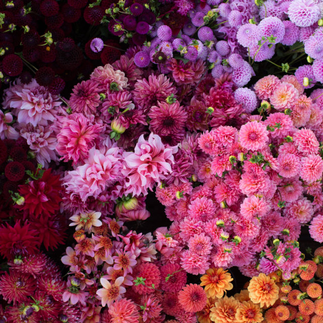 Floret Flowers - We are a small family farm in Washington's Skagit Valley