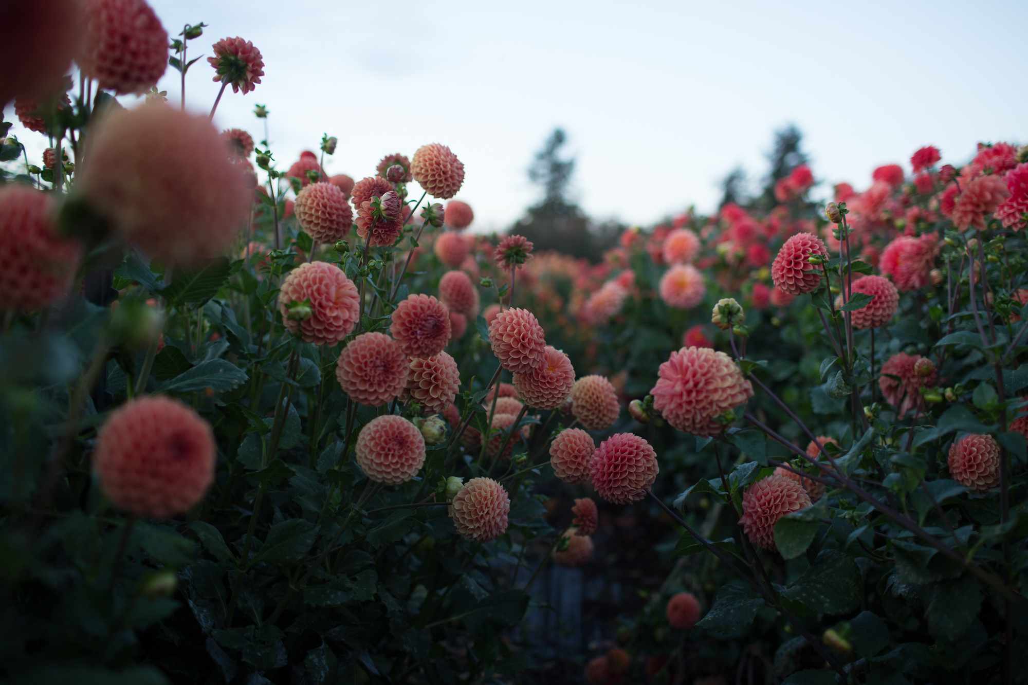 Dahlias growing in a field