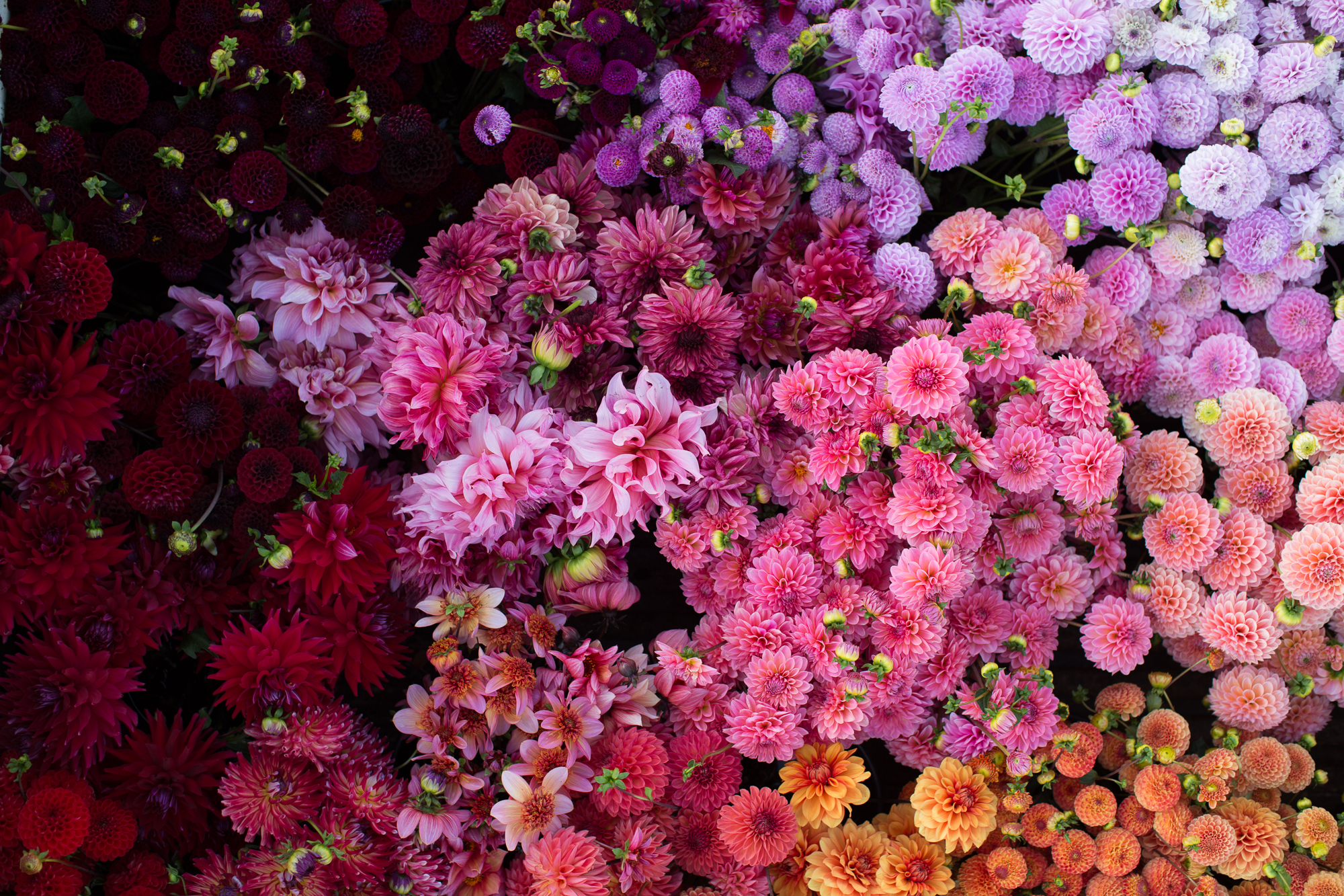 Dahlias arranged in a color gradient