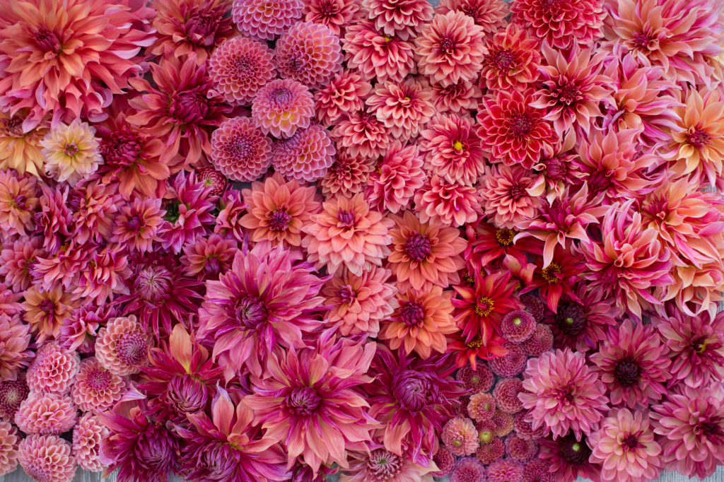 Dahlia Color Palettes - Floret Flowers