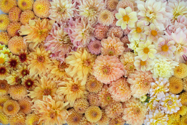 Dahlia Color Palettes - Floret Flowers